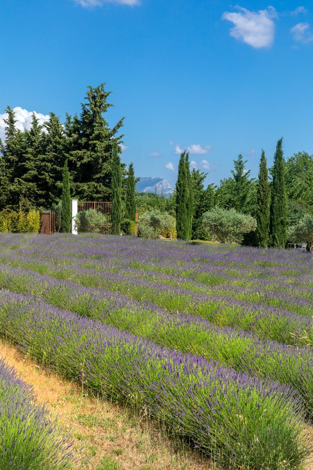 La Bastide De Damien, 5 Clefs Demeure D'Exception Et Table Remarquable Dans Le Guide Teritoria, Jacuzzi Privatif, Cuisine Etoilee Dominique Frerard Otel Aix-en-Provence Dış mekan fotoğraf